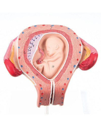 Fetus model, 3 month